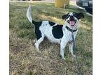 Bea, Rat Terrier For Adoption In Sidney, Nebraska