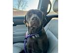 Megan, Labrador Retriever For Adoption In Sidney, Nebraska