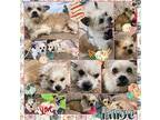 Paige, Westie, West Highland White Terrier For Adoption In Sidney, Nebraska