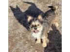 Wolfgang, Norwich Terrier For Adoption In Sidney, Nebraska