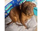 Billie, American Staffordshire Terrier For Adoption In Sidney, Nebraska