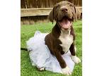 Austyn, American Staffordshire Terrier For Adoption In Sidney, Nebraska