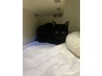 Merlot, Domestic Shorthair For Adoption In Cornelius, North Carolina