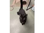 Monet, Domestic Shorthair For Adoption In Cornelius, North Carolina