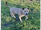 Lyra, American Staffordshire Terrier For Adoption In Haslet, Texas