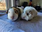 Suki + Katara, Guinea Pig For Adoption In Aurora, Illinois