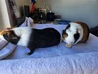 Toph + Mei, Guinea Pig For Adoption In Aurora, Illinois