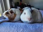 Yue + Azula, Guinea Pig For Adoption In Aurora, Illinois