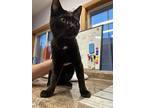 Wallace, Domestic Shorthair For Adoption In Vancouver, Washington