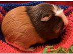Posey, Guinea Pig For Adoption In Gary, Indiana