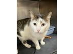 Twinkle, Domestic Shorthair For Adoption In Jamestown, New York