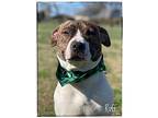 Ruff, American Pit Bull Terrier For Adoption In Maryville, Tennessee
