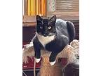 Penguin, Domestic Shorthair For Adoption In Warwick, Rhode Island