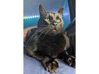Smokey, Domestic Shorthair For Adoption In Rochester, New York