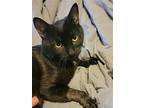 Salem, Domestic Shorthair For Adoption In Rochester, New York