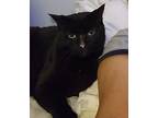 Luna Felix, Domestic Shorthair For Adoption In West Palm Beach, Florida