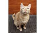 Adopt Rhubarb a Domestic Short Hair