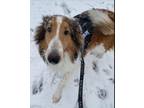 Adopt Bear a Shetland Sheepdog / Sheltie