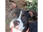 Billy, American Pit Bull Terrier For Adoption In Seattle, Washington