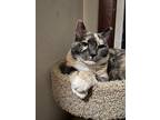 Molly, Domestic Shorthair For Adoption In Colmar, Pennsylvania