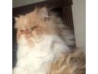 Adopt The One and Only Bueno a Persian, Himalayan