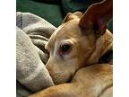 Rosie (nc), Rat Terrier For Adoption In Atlanta, Georgia