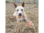 Penny, Labrador Retriever For Adoption In Greensburg, Pennsylvania