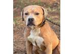 Adopt Artie a Mixed Breed