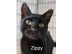 Adopt Zippy a Domestic Short Hair