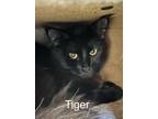 Adopt Tiger a Domestic Long Hair