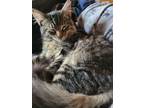 Adopt Gibbs a Domestic Medium Hair