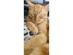 Adopt Oliver a Domestic Short Hair