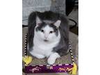 Adopt Monkey a American Shorthair