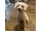 Adopt Mr. Bean a Poodle