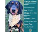 Adopt Hutch a Black and Tan Coonhound