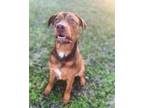Adopt Jasper a Bloodhound, American Staffordshire Terrier