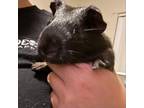 Adopt Edgar a Guinea Pig