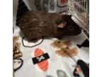 Adopt Bram a Guinea Pig