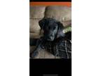 Adopt Coal a Black Labrador Retriever