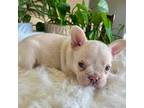 French Bulldog Puppy for sale in Apple Creek, OH, USA