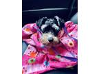 Adopt Skooter a Schnauzer