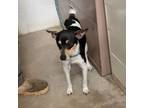 Adopt Milo a Jack Russell Terrier