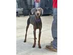 Adopt Will a Doberman Pinscher, Saluki