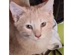 Adopt Theo a American Shorthair