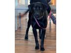 Adopt Odie a Black Labrador Retriever