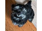 Havanese Puppy for sale in Atlanta, GA, USA