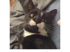 Adopt Mr. Hairy Potter a Domestic Short Hair
