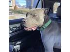 Adopt Clyde a Pit Bull Terrier