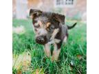 German Shepherd Dog Puppy for sale in Granada Hills, CA, USA