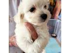Bichon Frise Puppy for sale in Magnolia, TX, USA